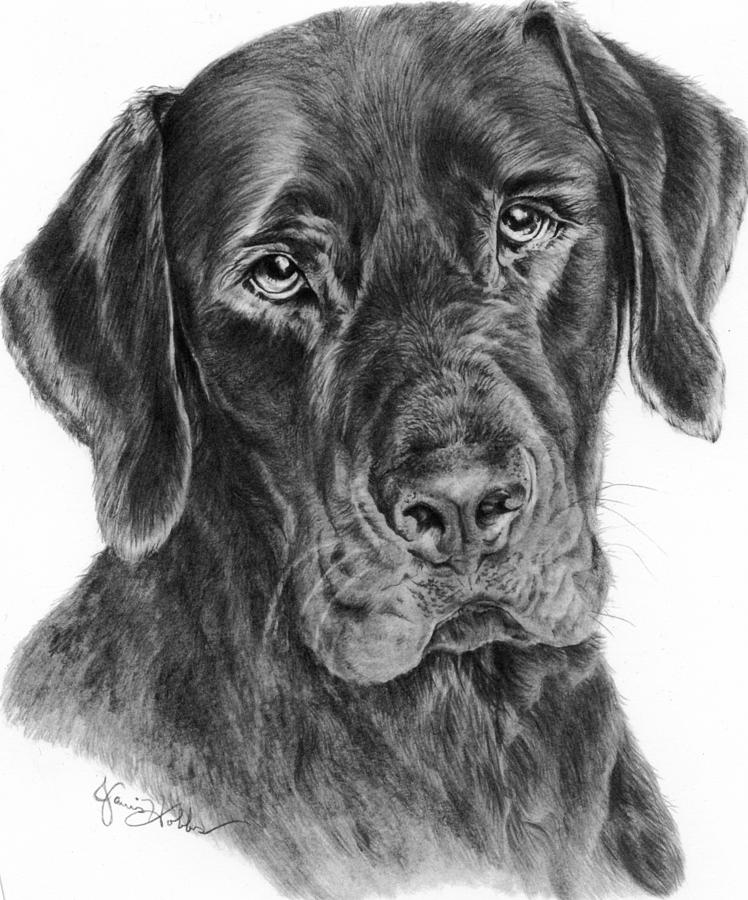 748x900 Lab Jack Black Drawing - Lab Drawing