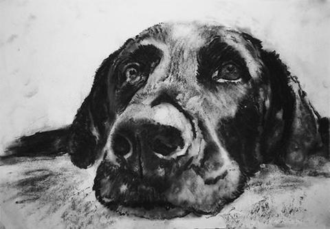 480x333 labrador wall art, black lab print, lab mom, labrador owner gift - Lab Drawing