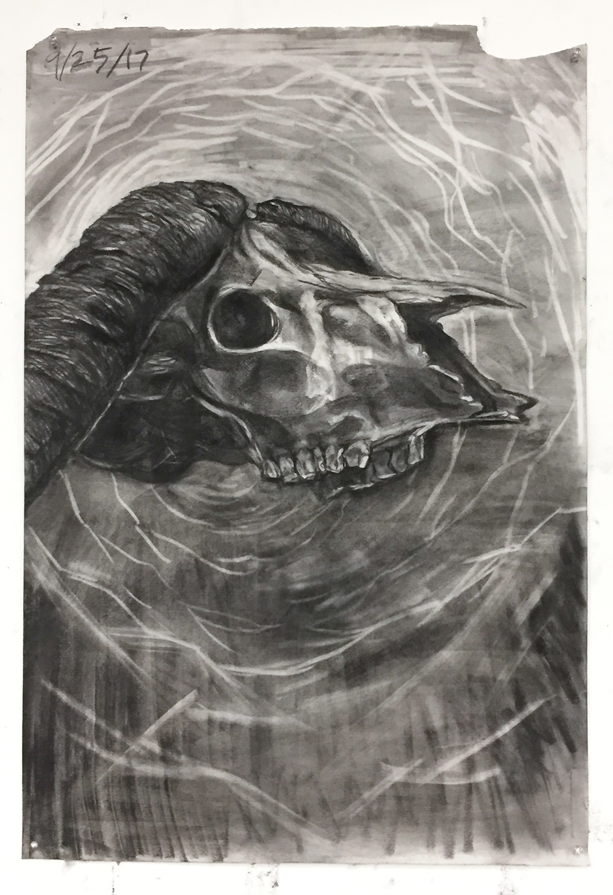 1200x1752 Nature Lab Drawings - Lab Drawing