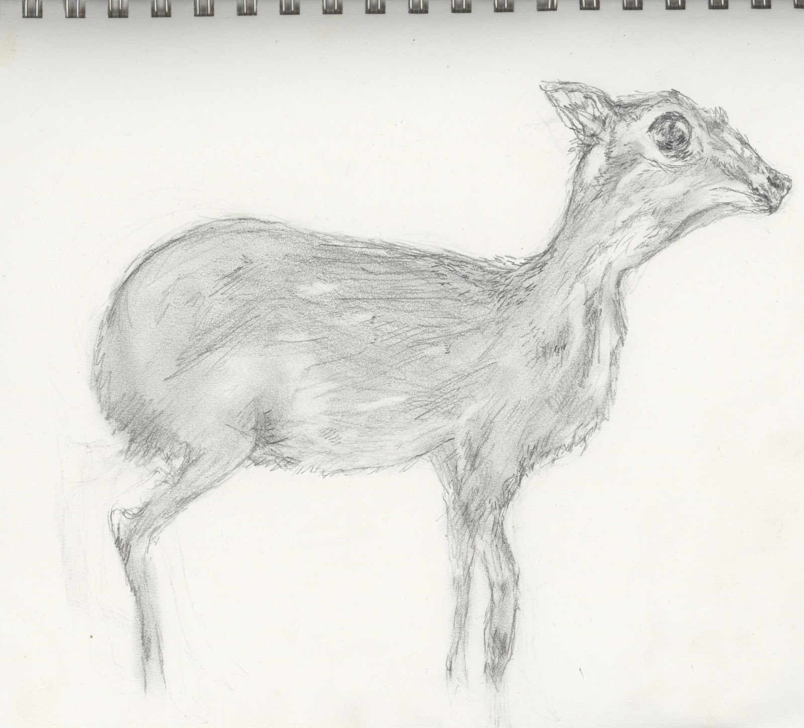 1600x1450 Studiofoundations Abby Nature Lab Drawing Mouse Deer - Lab Drawing