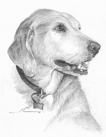 348x450 Yellow Lab Drawing - Lab Drawing