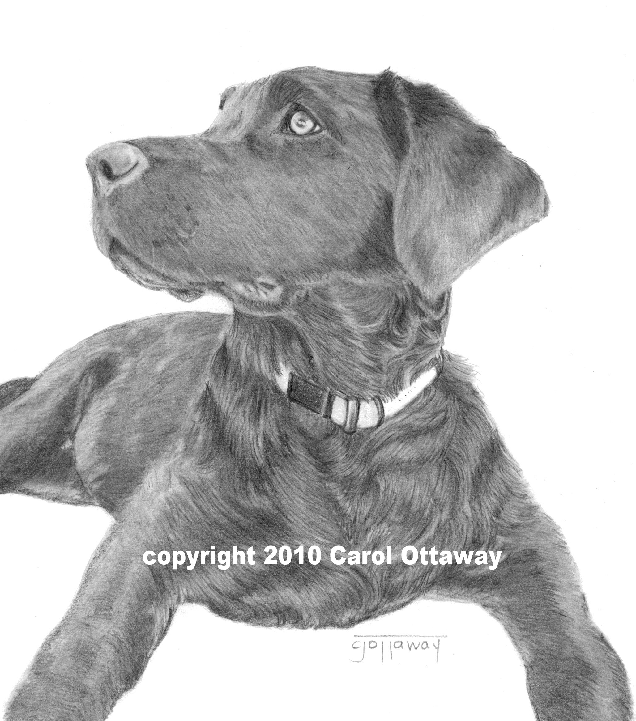 Lab Drawing at Explore collection of Lab Drawing