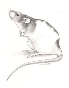236x299 How To Draw A Squirrel Learn To Draw Drawings, Squirrel - Lab Mouse Drawing