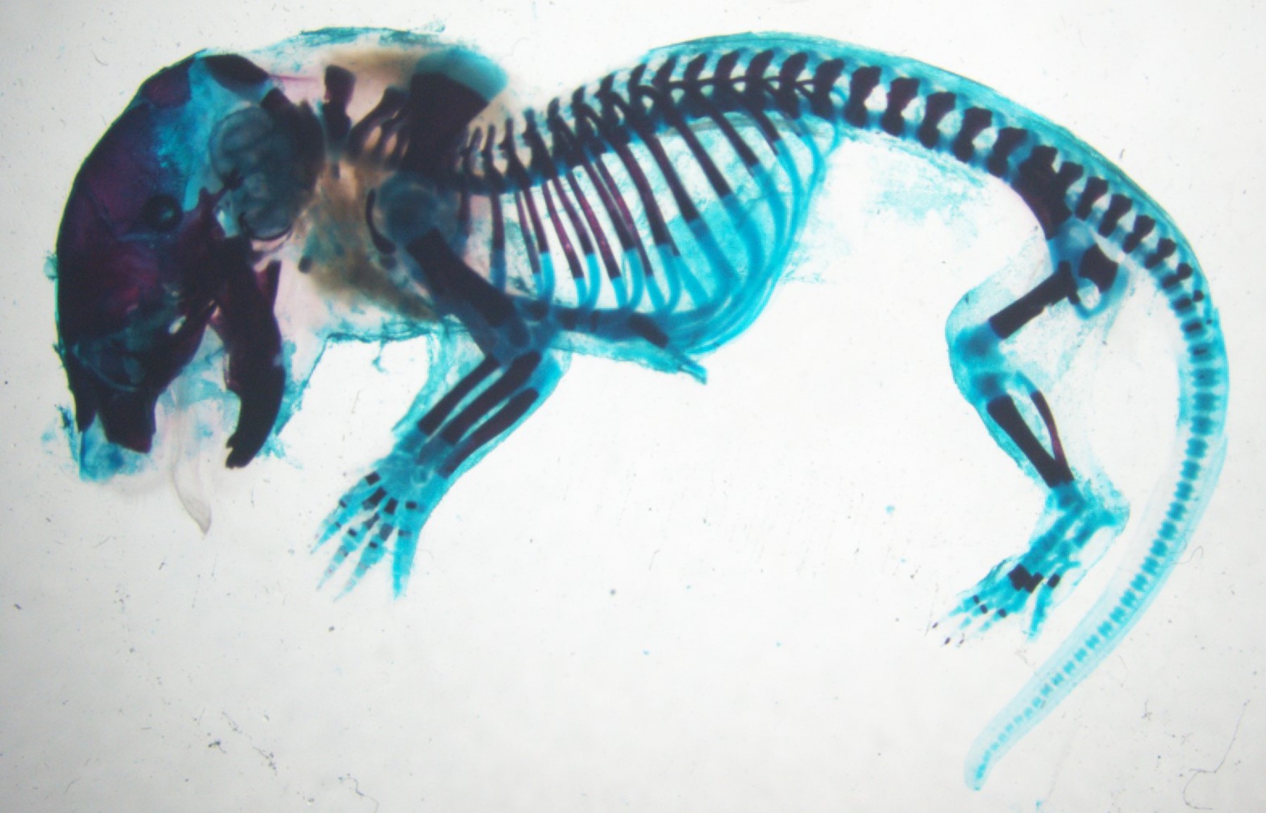 Lab Mouse Drawing at Explore collection of Lab