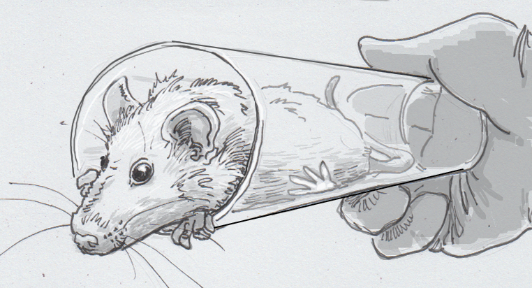 762x412 making lab mice more comfortable to avoid the influence - Lab Mouse Drawing