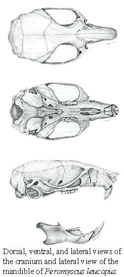 250x556 mouse dissection anatomy diagram skull on rat lab report pp brain - Lab Mouse Drawing