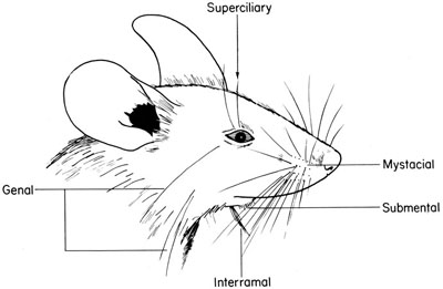 400x261 The Anatomy Of The Laboratory Mouse - Lab Mouse Drawing
