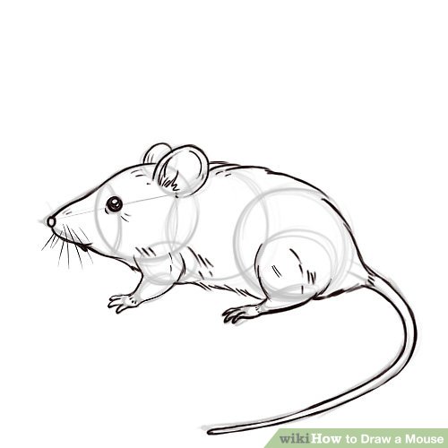 Lab Mouse Drawing at Explore collection of Lab