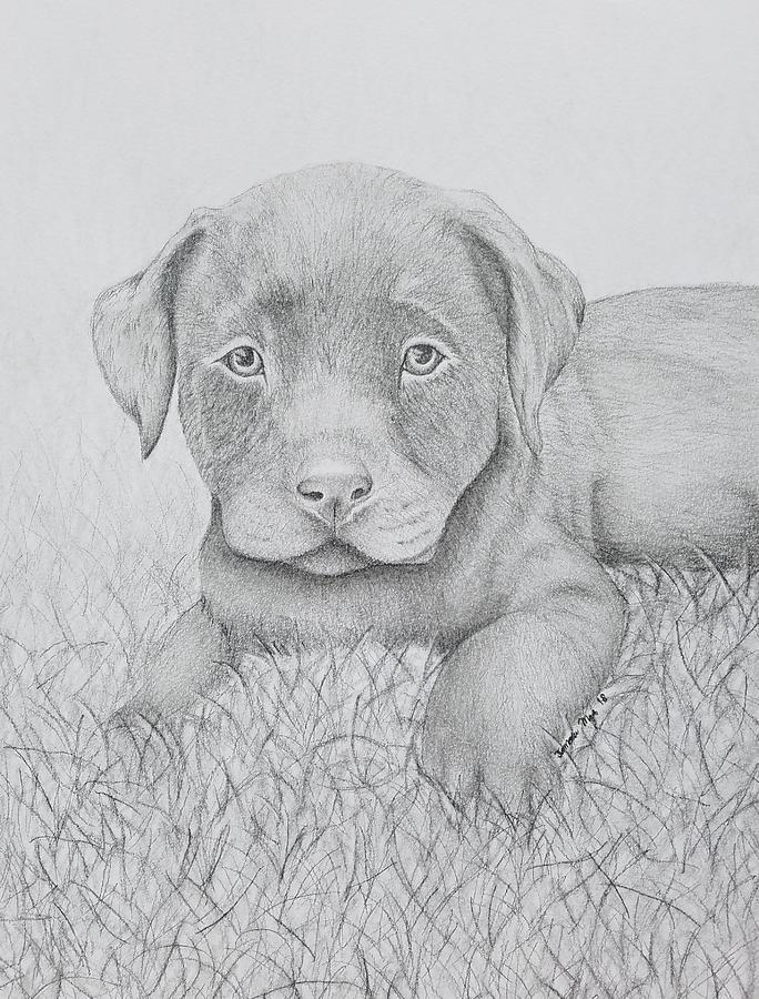684x900 Chocolate Lab Puppy Drawing - Lab Puppy Drawing