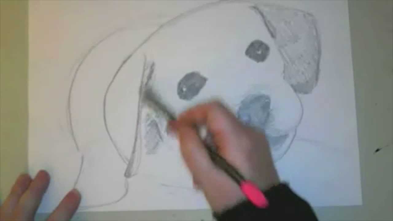 1280x720 How To Draw A Labrador Puppy - Lab Puppy Drawing