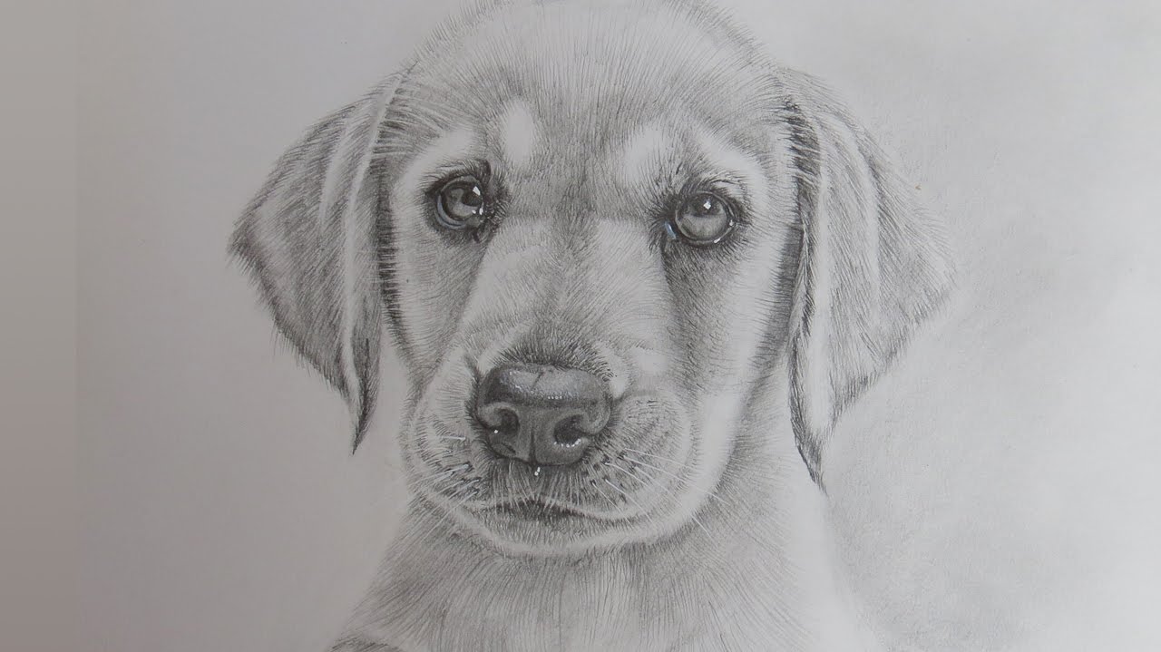 Картинки собак карандашом