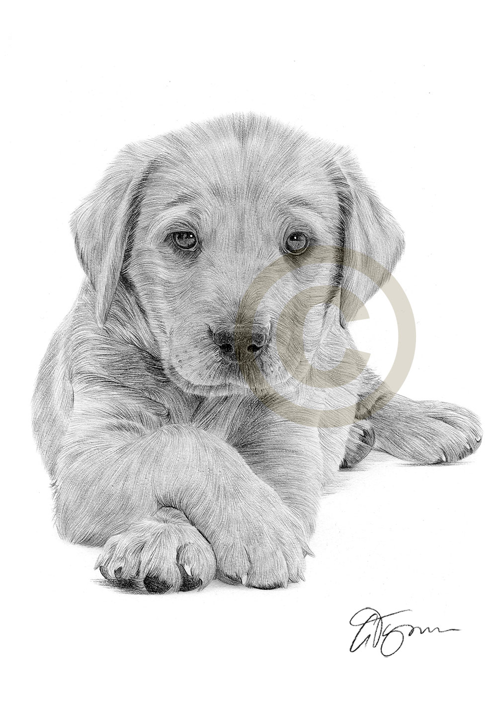 Lab Puppy Drawing at PaintingValley.com | Explore collection of Lab ...