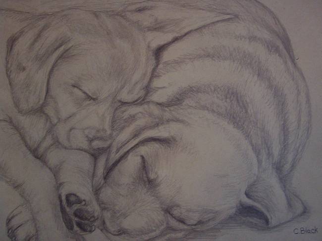 650x488 Lab Puppies - Lab Puppy Drawing