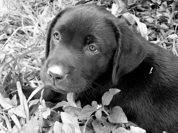 600x450 Lab Puppy Drawings Hd Wallpaper, Background Images - Lab Puppy Drawing