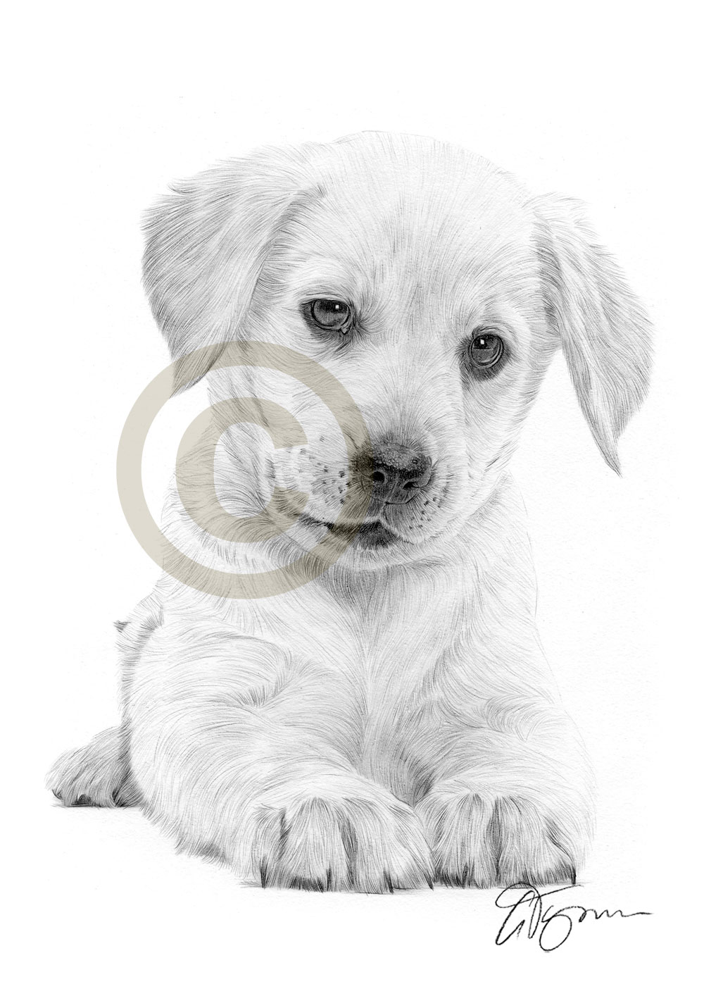 1000x1414 Pencil Drawing Of A Labrador Retriever Puppy - Lab Puppy Drawing