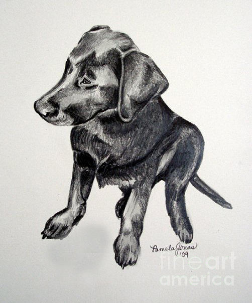 502x604 Portrait Of Black Lab Puppy Drawing - Lab Puppy Drawing