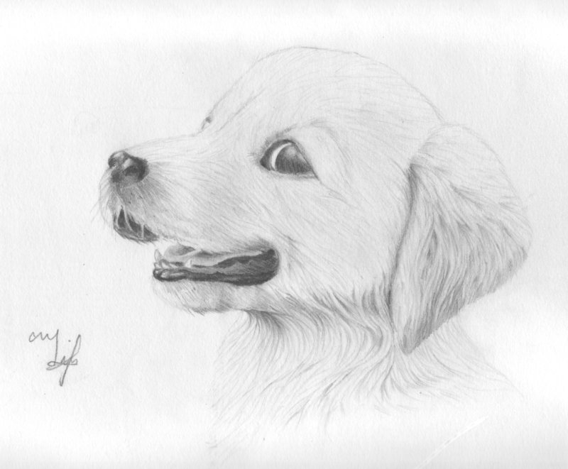 800x661 Golden Drawing Yellow Lab Puppy For Free Download - Lab Puppy Drawing