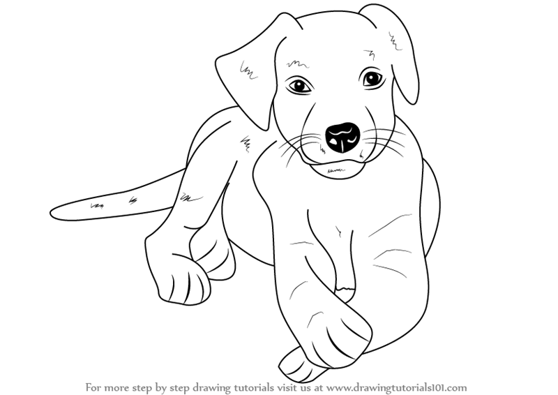 800x566 Step - Lab Puppy Drawing