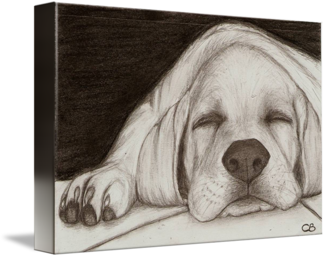 650x513 White Lab Puppy Sleeping - Lab Puppy Drawing