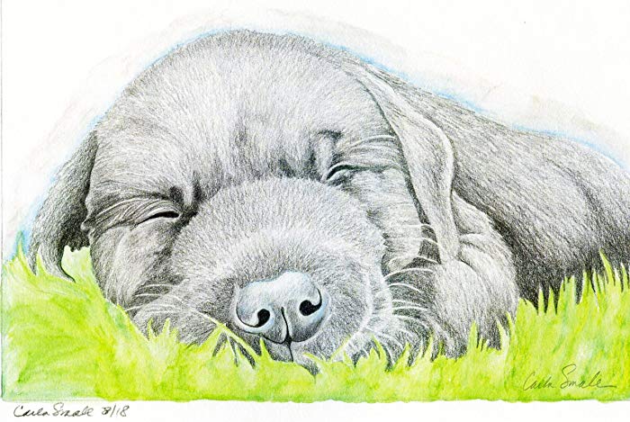 700x469 Labrador Retriever Puppy Dog Art Print From Drawing - Lab Puppy Drawing