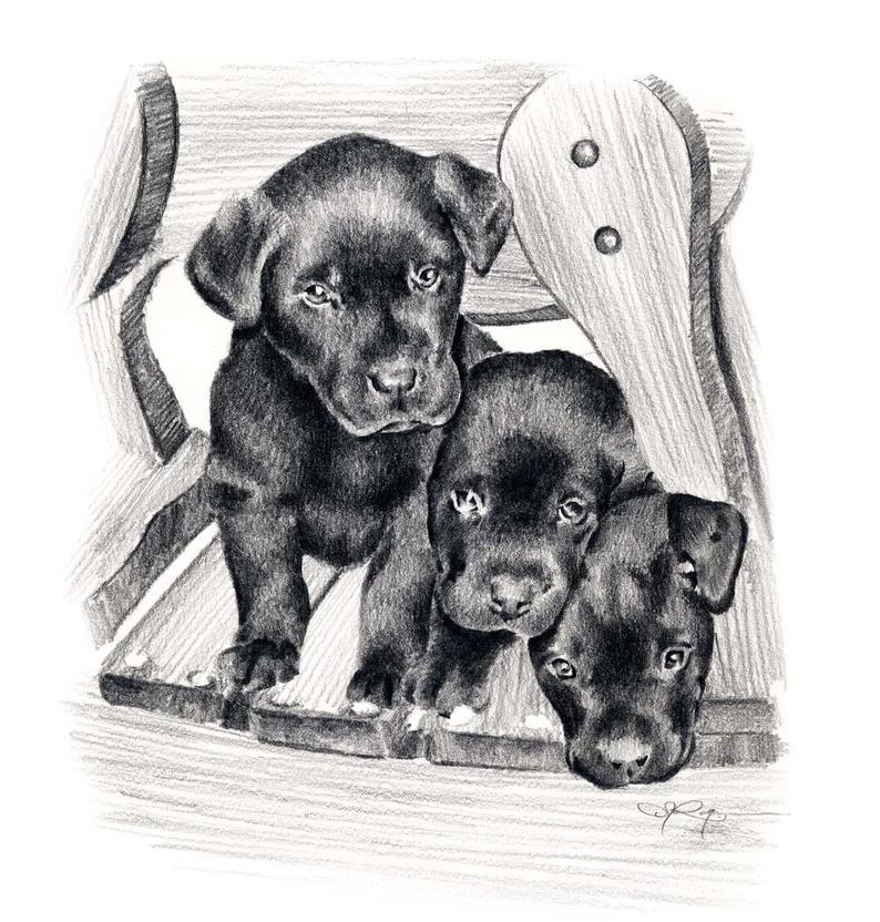 794x832 Black Lab Puppies Dog Pencil Drawing Art Print - Lab Puppy Drawing