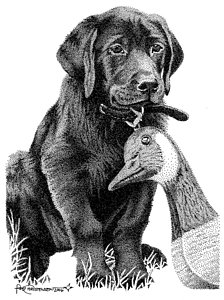 224x300 Black Lab Puppy Drawing - Lab Puppy Drawing
