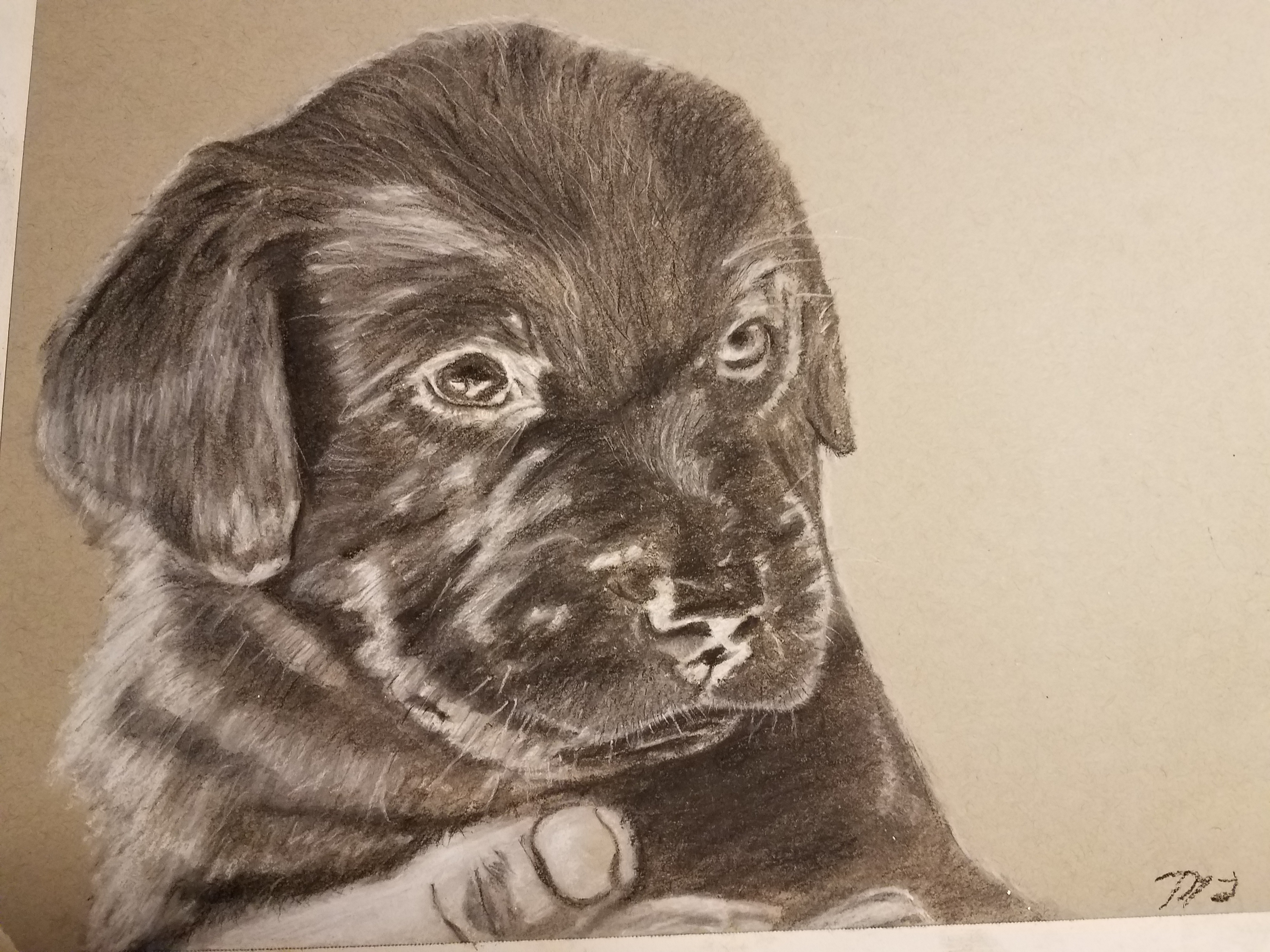 4032x3024 Black Lab Puppy Charcoal Drawing - Lab Puppy Drawing