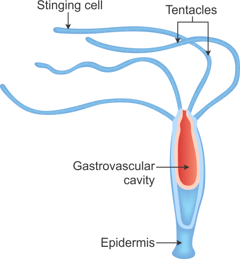 494x533 collection of free algae drawing label download on ui ex - Label Drawing