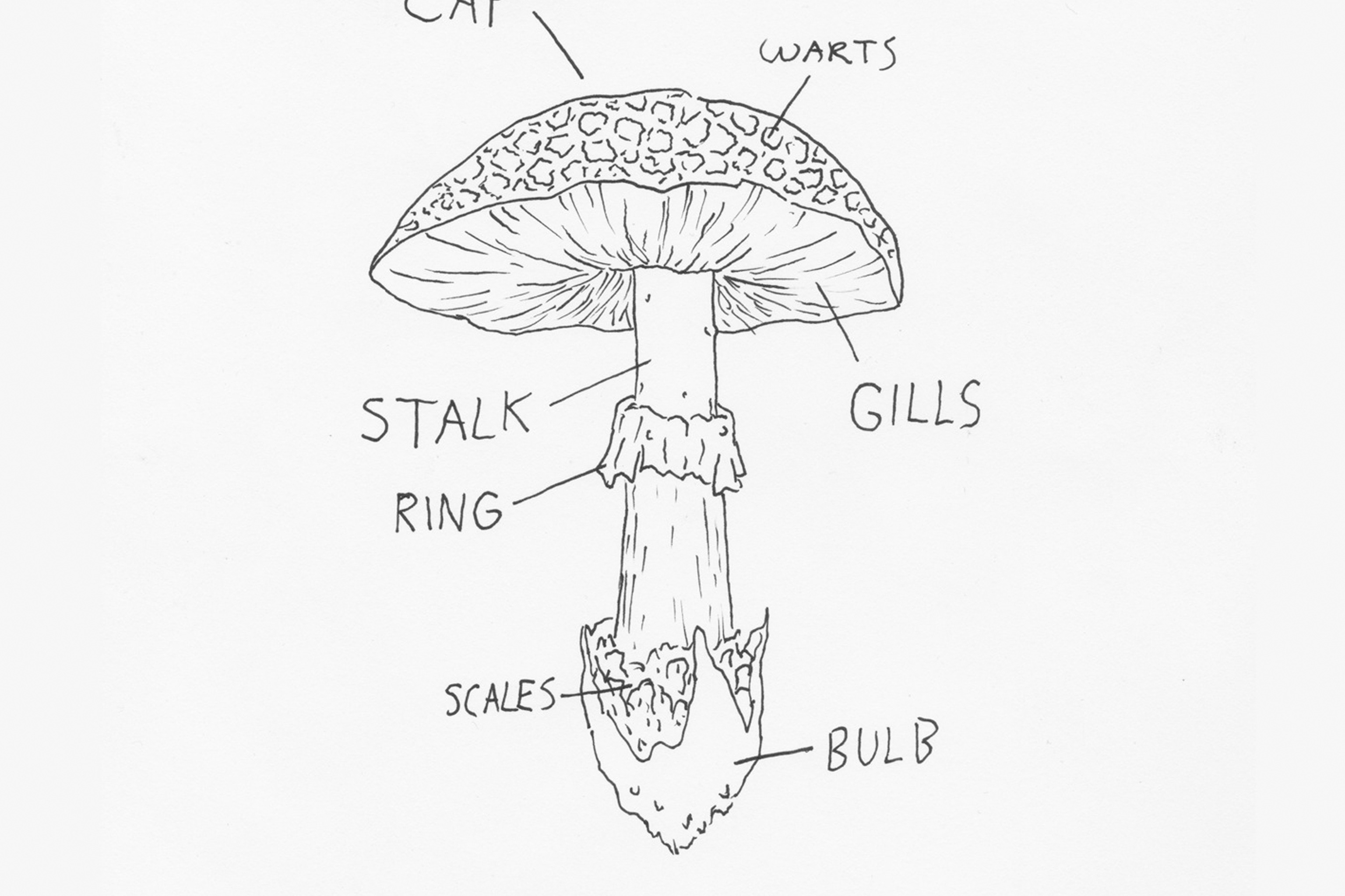 Mushroom Parts