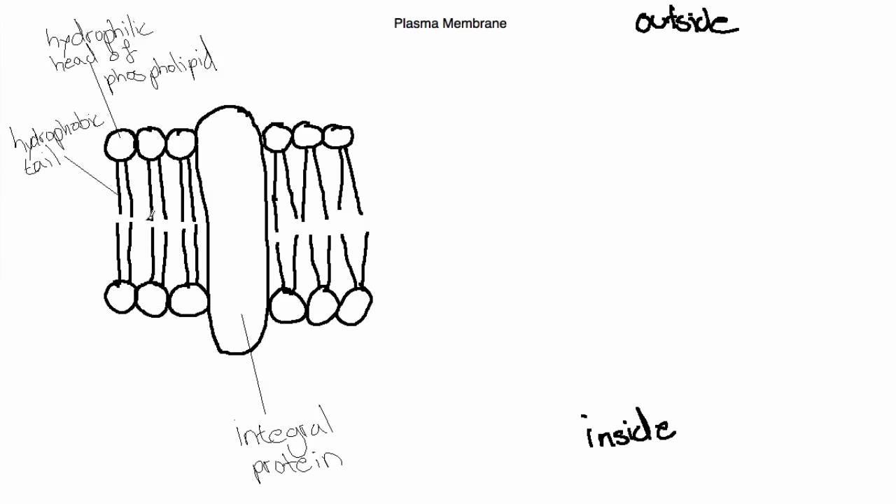 1280x720 ib biology topic draw and label the plasma membrane - Label Drawing