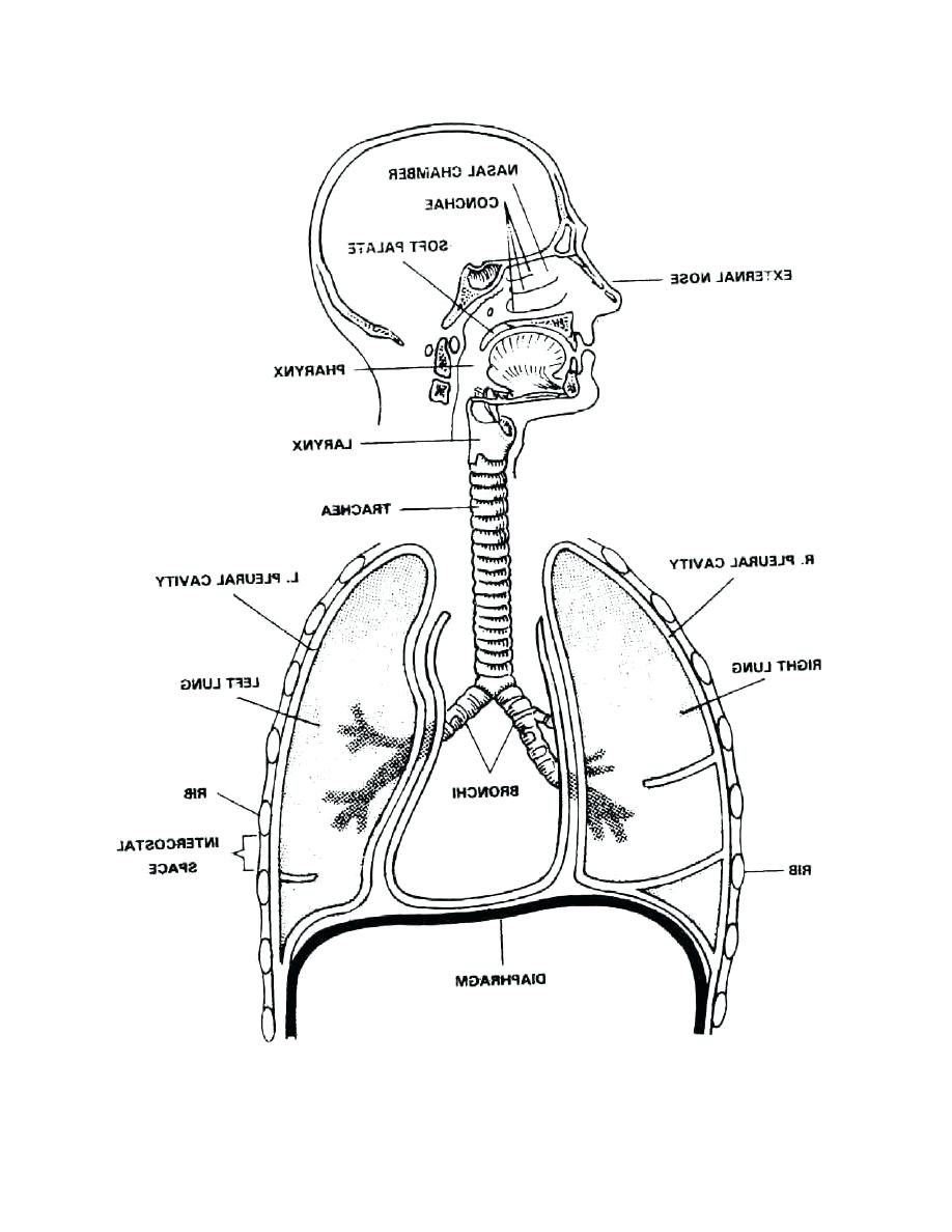 Respiratory System Diagram To Label - Pensandpieces