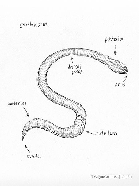 450x600 Sketch Earthworm Nature Study Earthworms, Worm Drawing - Label Drawing