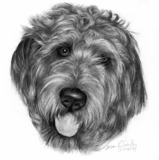 647x650 Dreyfus, Labradoodle - Labradoodle Drawing