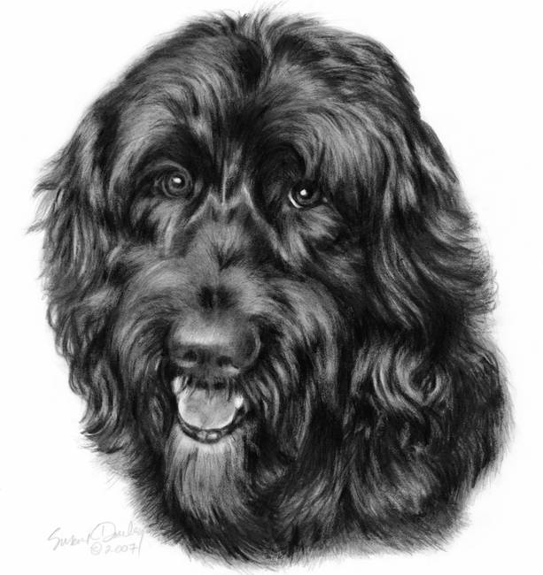 613x650 Happy, Black Labradoodle - Labradoodle Drawing