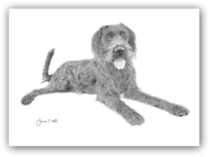 300x224 labradoodle dog large size greetings card - Labradoodle Drawing