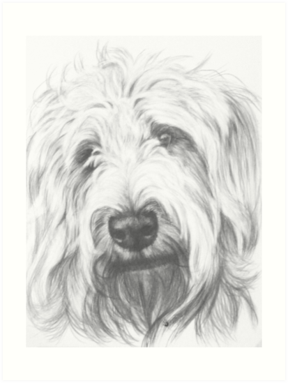 413x549 Labradoodle Art Prints - Labradoodle Drawing