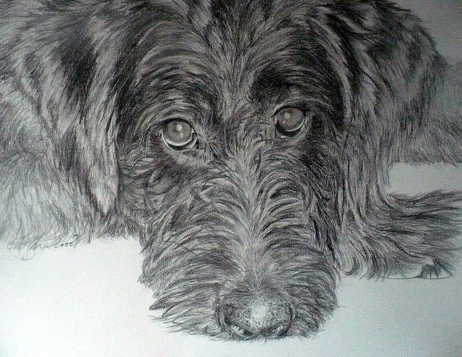 900x695 Labradoodle Drawing - Labradoodle Drawing
