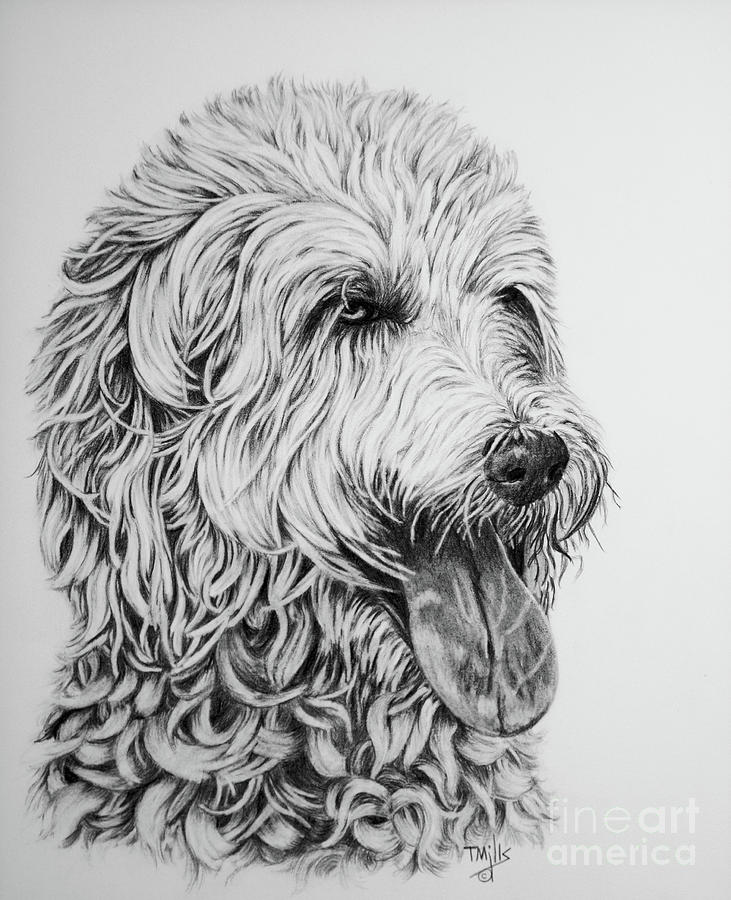 731x900 Labradoodle Drawing - Labradoodle Drawing