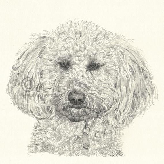 570x569 Labradoodle Drawing Print Etsy - Labradoodle Drawing