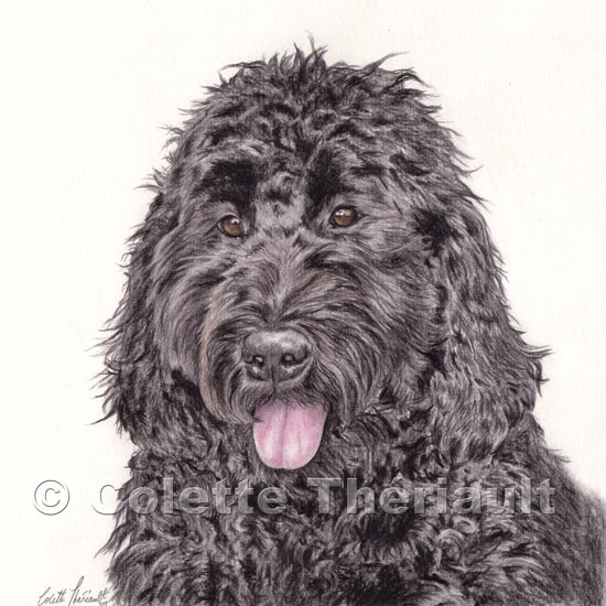 550x550 Labradoodle Enhanced Graphite Pencil Drawing Commission A Custom - Labradoodle Drawing