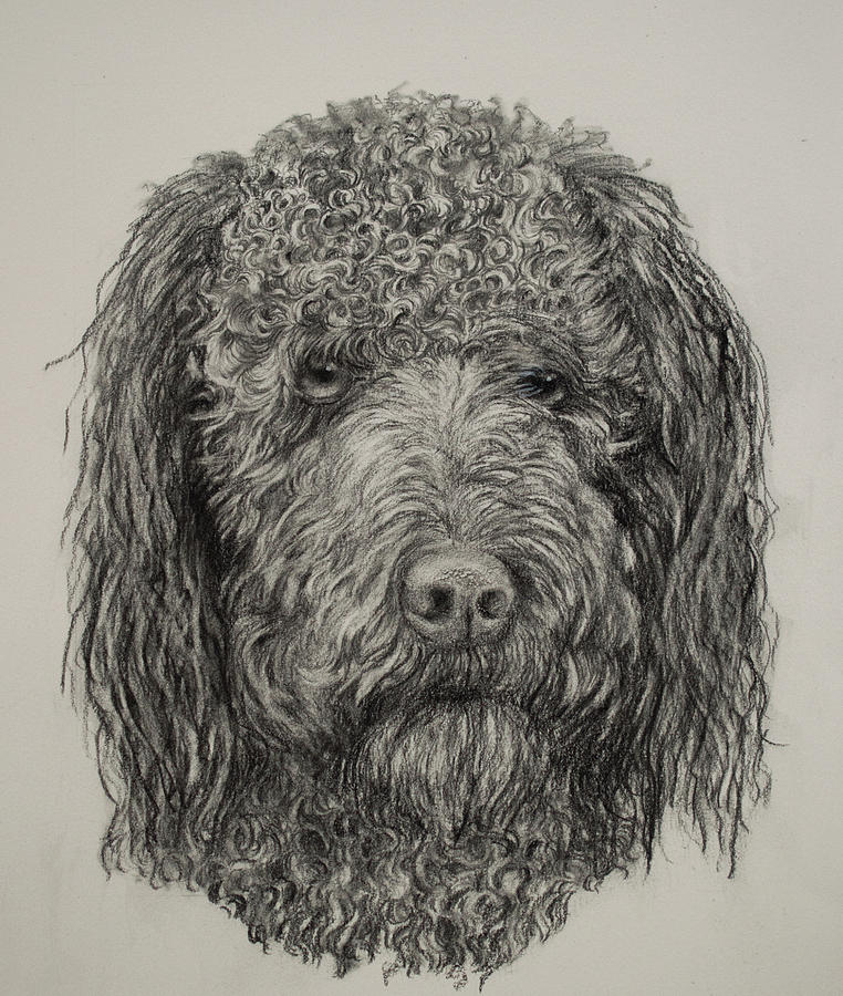 762x900 Banjo Labradoodle Drawing - Labradoodle Drawing