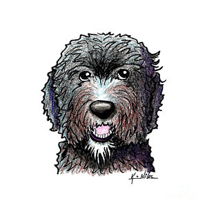 300x300 Black Dood White Beard Drawing - Labradoodle Drawing