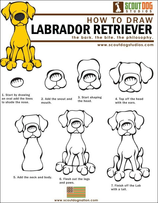 600x772 labrador how to draw canines drawings, art, drawing lessons - Labrador Cartoon Drawing