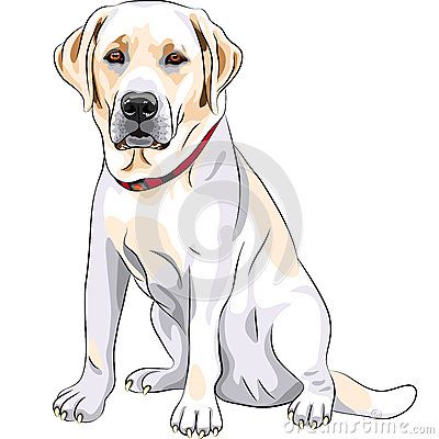 400x400 labrador stock illustrations, vectors, clipart - Labrador Cartoon Drawing