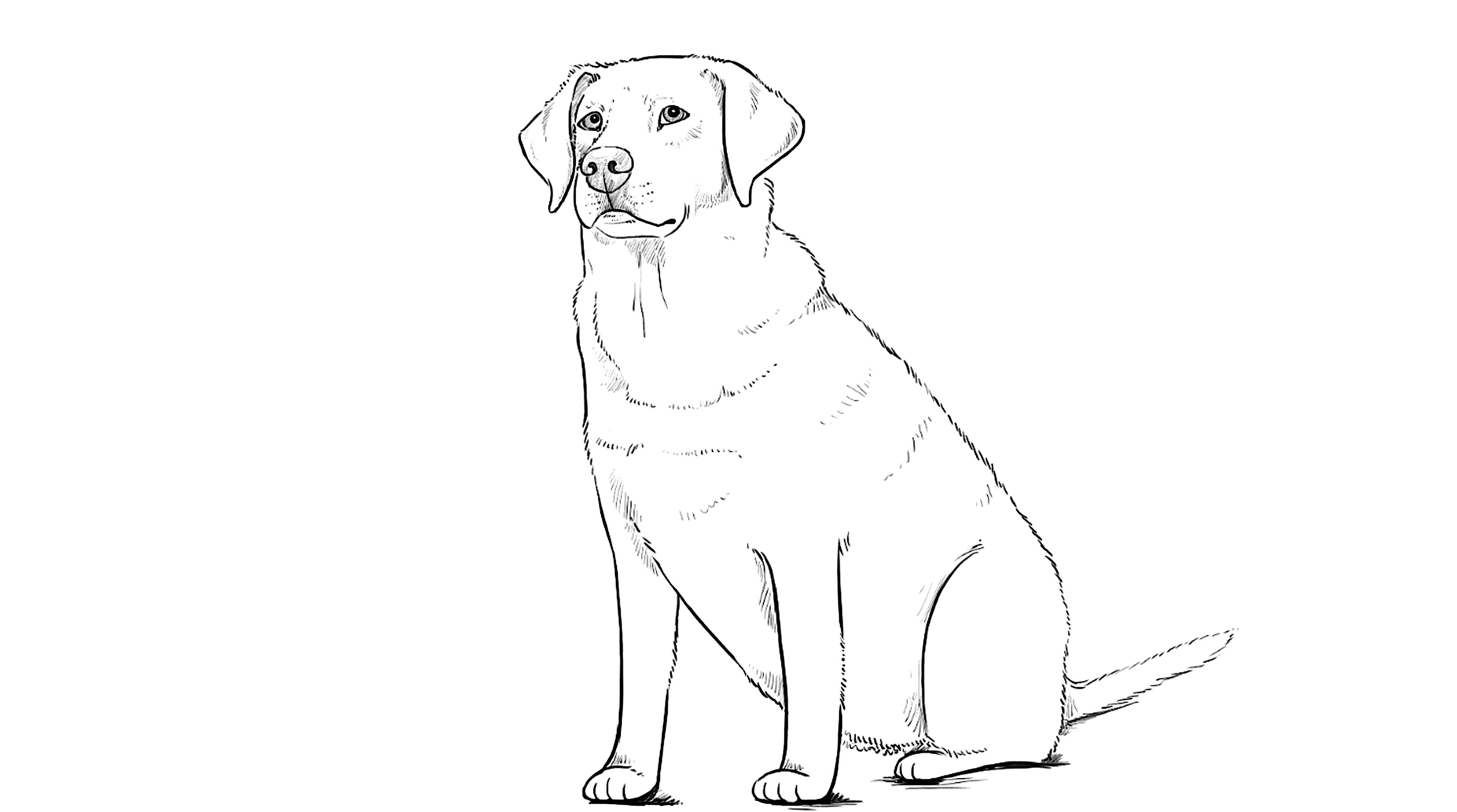 How To Draw A Labrador Easy