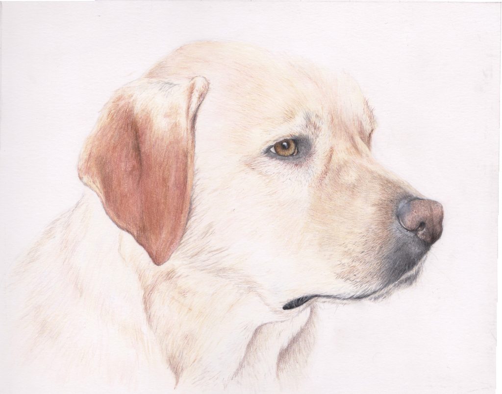 1024x805 dog portrait of a golden labrador a highly detailed coloured - Labrador Dog Drawing