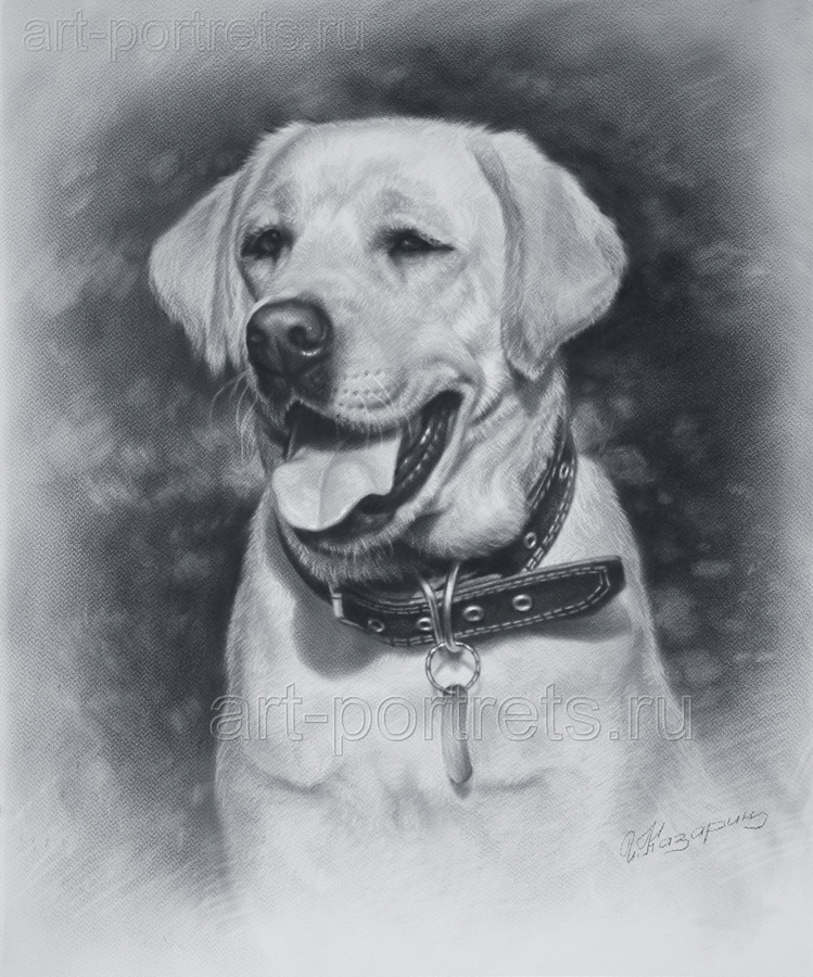 749x900 drawing of dog face realistic drawing of dog pet portrait dog - Labrador Dog Drawing