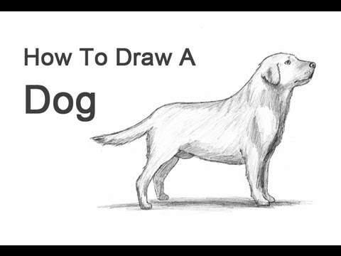 480x360 How To Draw A Dog - Labrador Dog Drawing