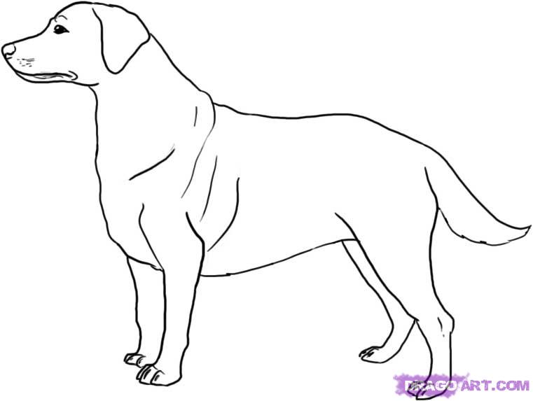 761x573 how to draw a labrador, step - Labrador Dog Drawing