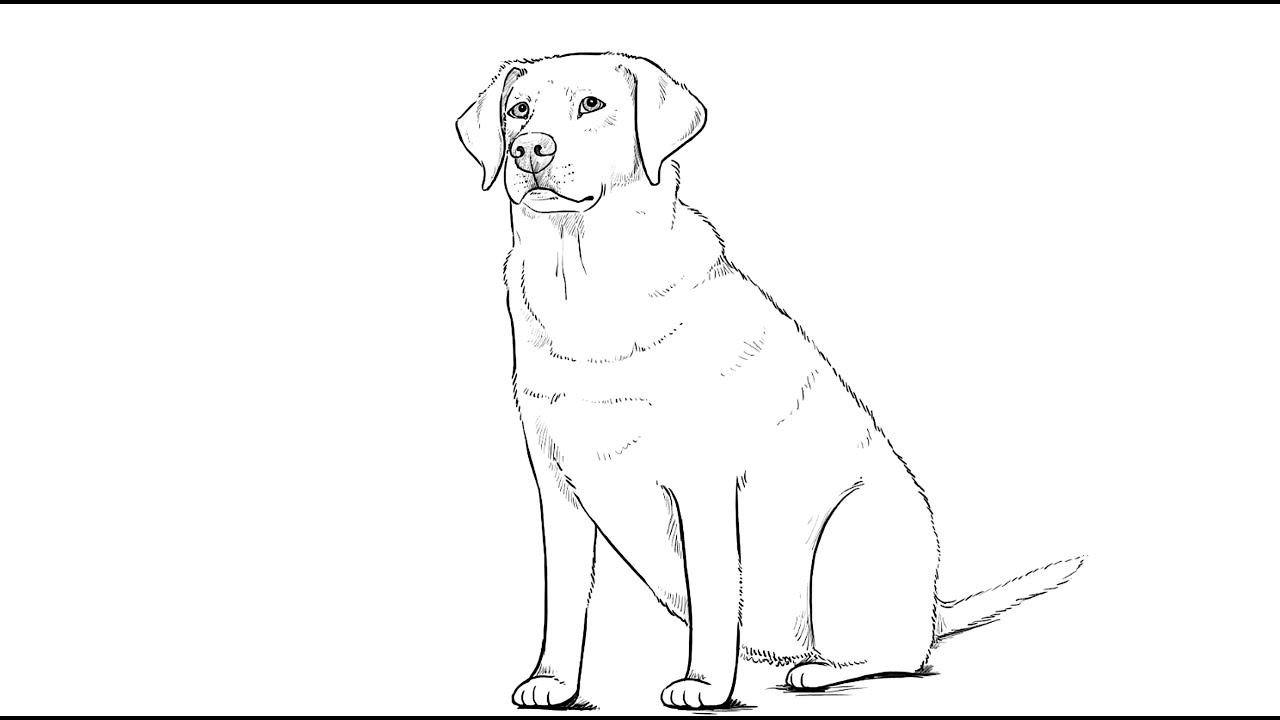 1280x720 how to draw labrador dog - Labrador Dog Drawing